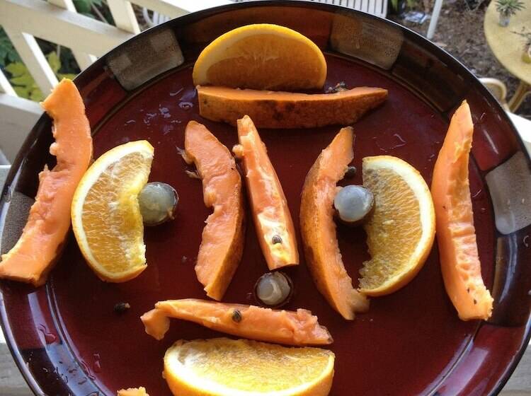 بنسيون Kona Hawaii Guest House A Unique Hawaii Experience