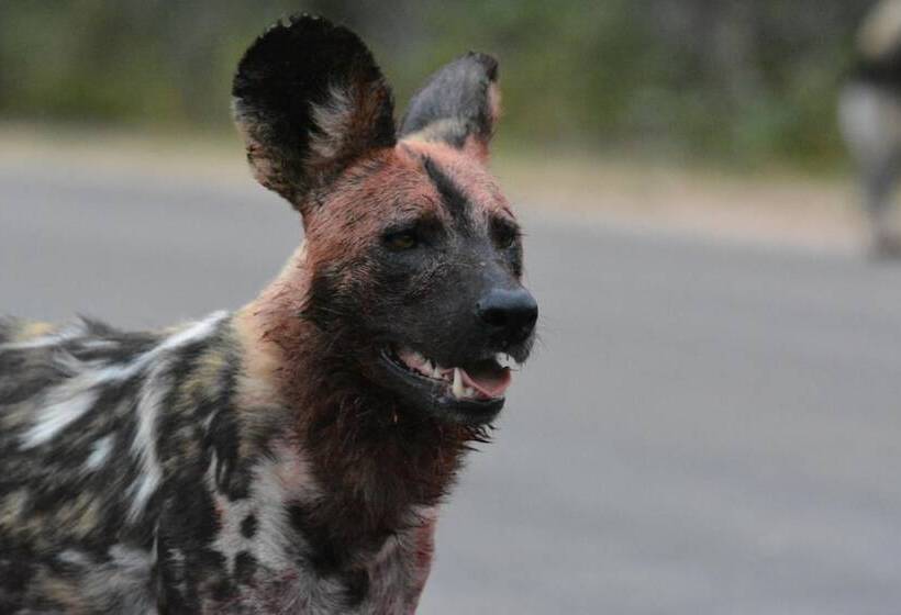 בית מלון כפרי Bona Ngwenya Lodge