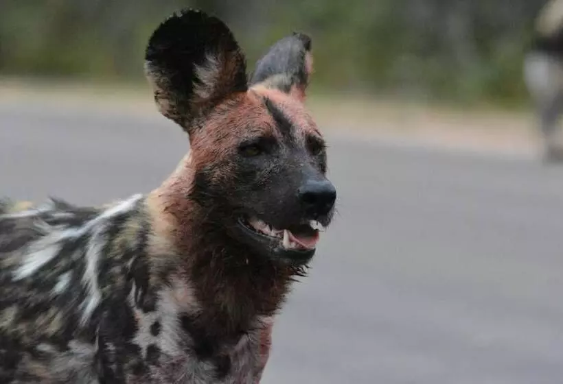 Hotelli Bona Ngwenya Lodge