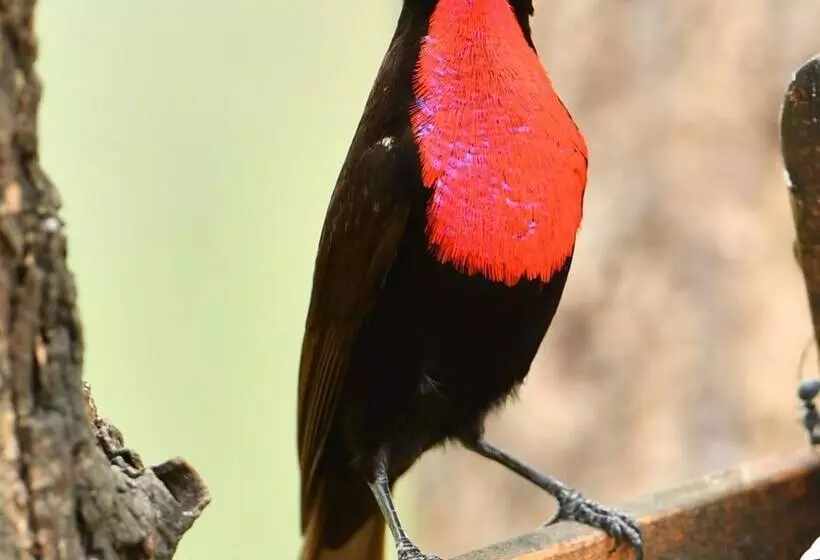 Hotelli Bona Ngwenya Lodge