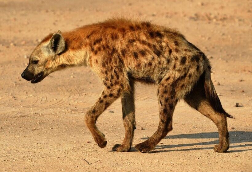 בית מלון כפרי Bona Ngwenya Lodge