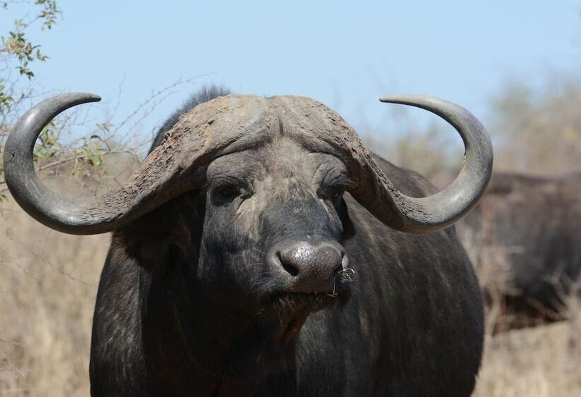 בית מלון כפרי Bona Ngwenya Lodge