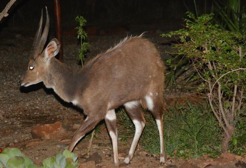 בית מלון כפרי Bona Ngwenya Lodge