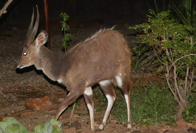 Hotelli Bona Ngwenya Lodge