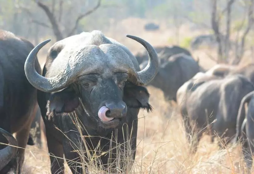 Hotelli Bona Ngwenya Lodge