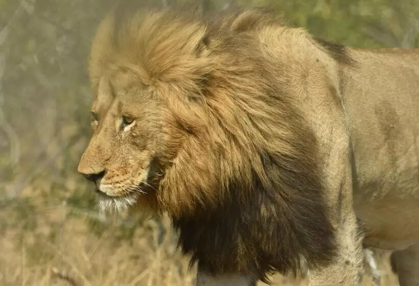 Hotelli Bona Ngwenya Lodge