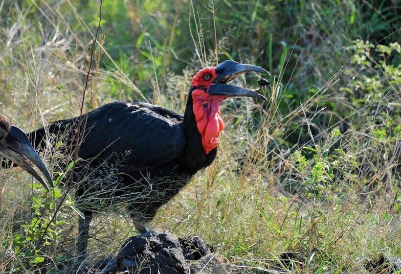 בית מלון כפרי Bona Ngwenya Lodge