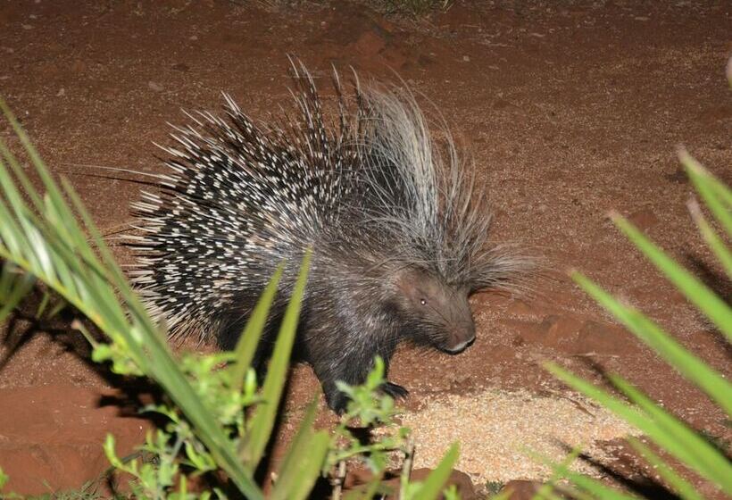 בית מלון כפרי Bona Ngwenya Lodge