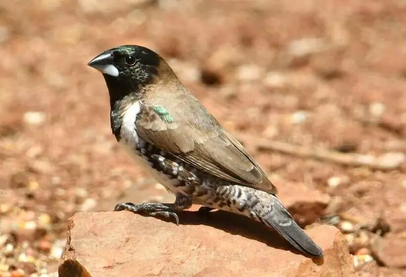 Hotelli Bona Ngwenya Lodge