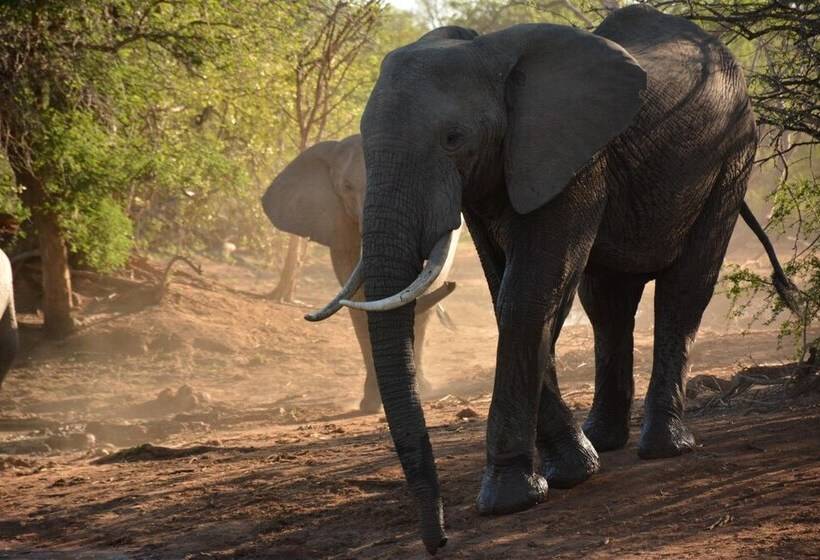 בית מלון כפרי Bona Ngwenya Lodge