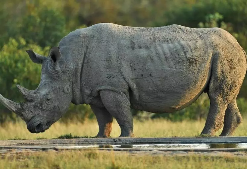 Hotelli Bona Ngwenya Lodge