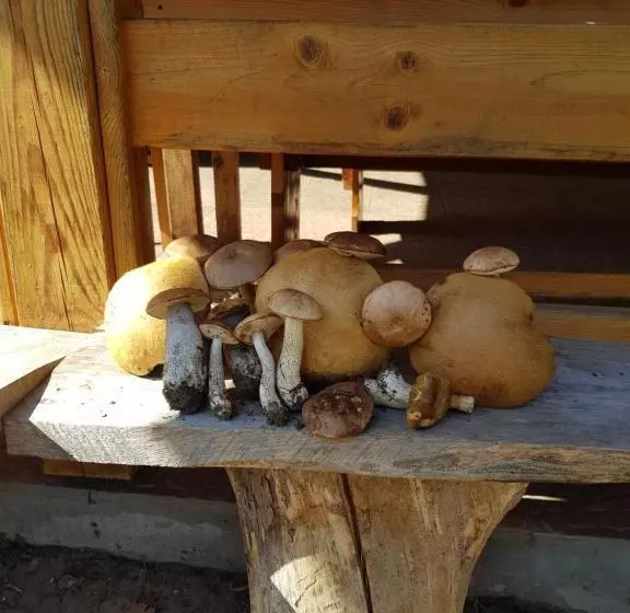Hotelli Agroturystyka Ruta Nad Zalewem Siemianówka