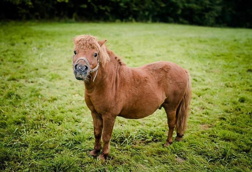 酒店 Agroturystyka Natura