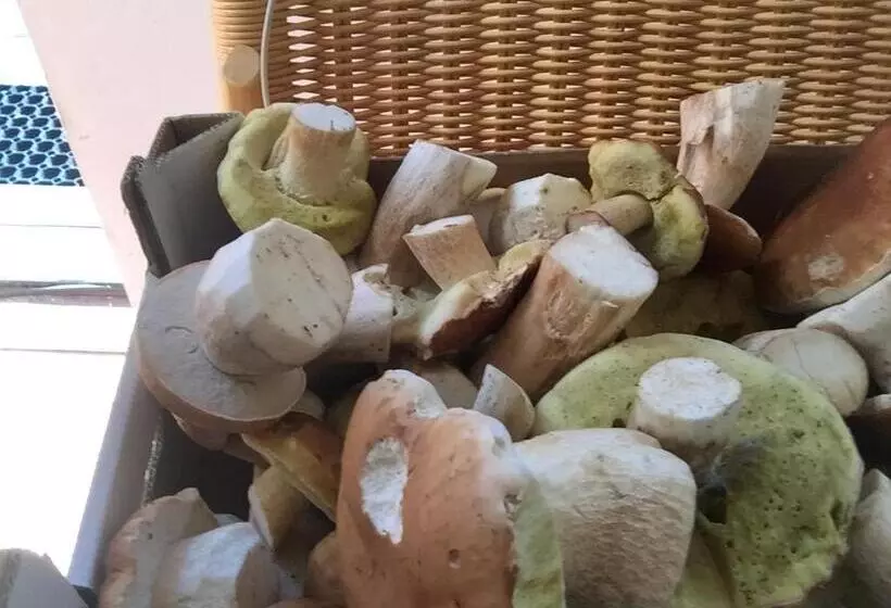 Majatalo Chybotek Premium