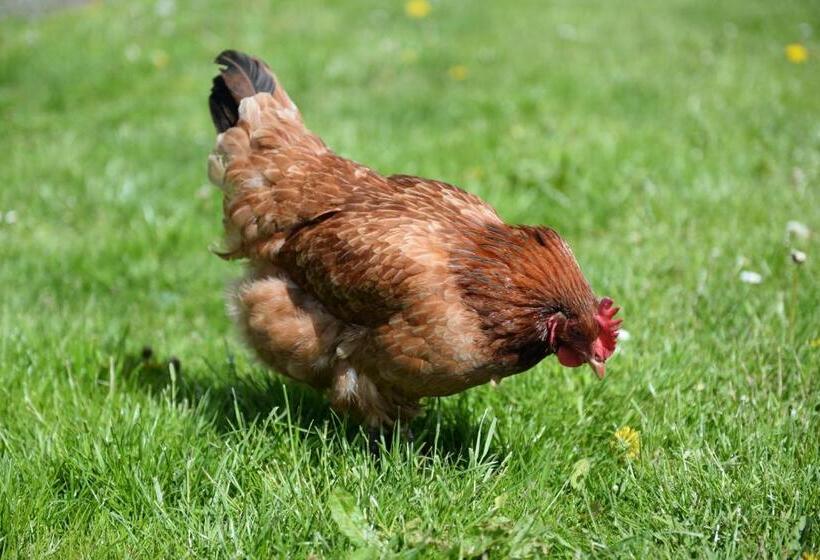 הוסטל Ranczo W Dolinie