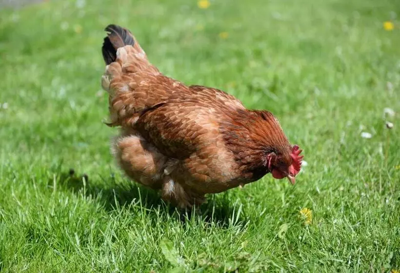 Retkeilymaja Ranczo W Dolinie