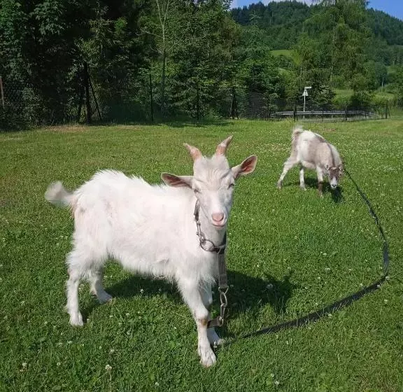 ホテル Agroturystyka U Chlebków