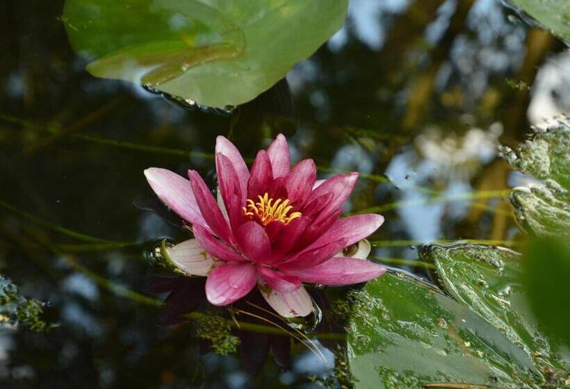 酒店 Leśny Dworek