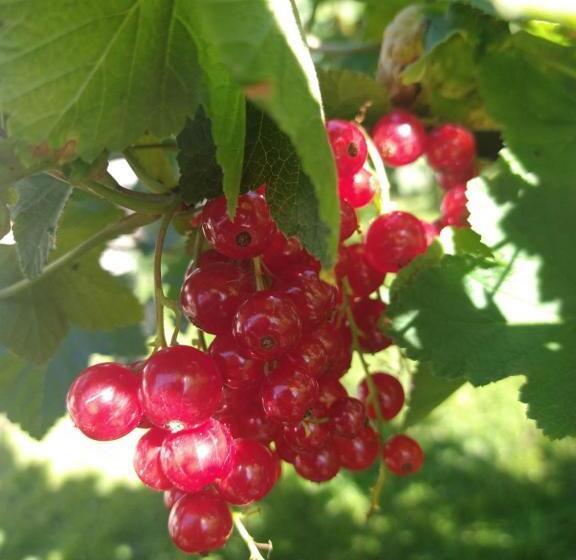 ベッドアンドブレックファースト Agroturystyka Cold Sea