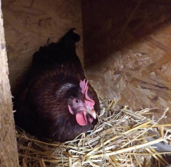 ベッドアンドブレックファースト Agroturystyka Cold Sea