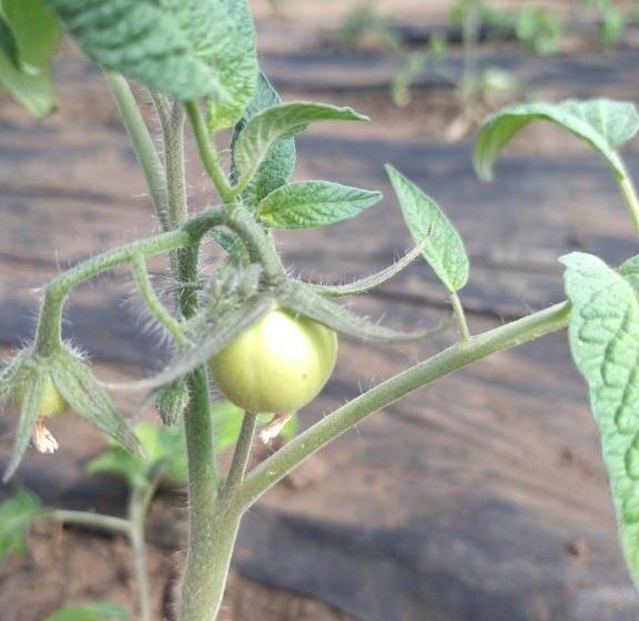 ベッドアンドブレックファースト Agroturystyka Cold Sea