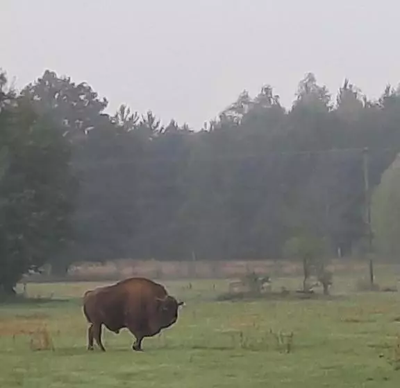 ホテル Stajnia Bukwica