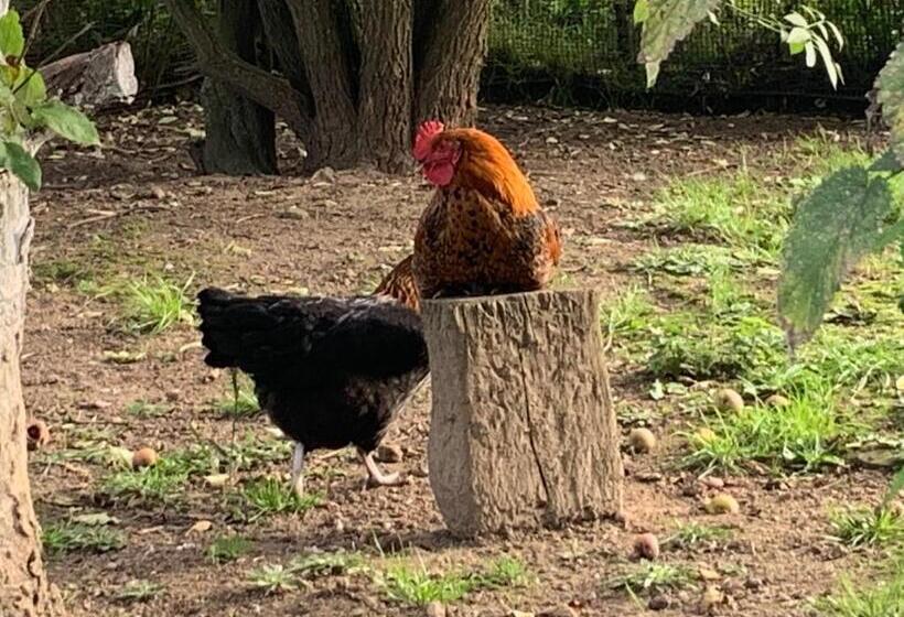 בית מלון כפרי Toskania Kociewska