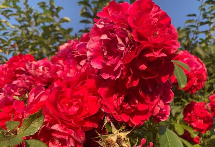 בית מלון כפרי Toskania Kociewska