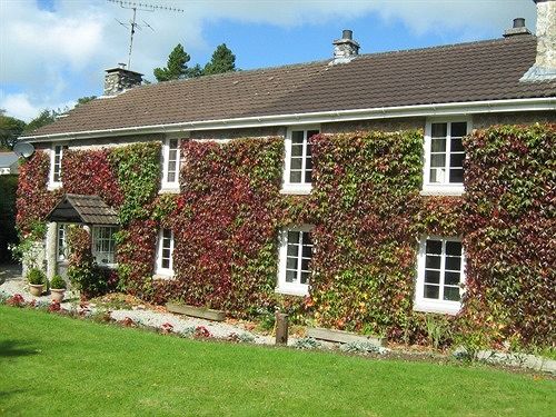 Bed and Breakfast Ivy Cottage Bed&Breakfast