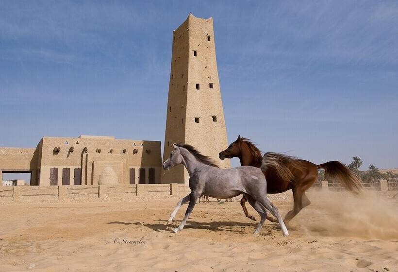 هتل Taziry Ecolodge & Sustainable Village