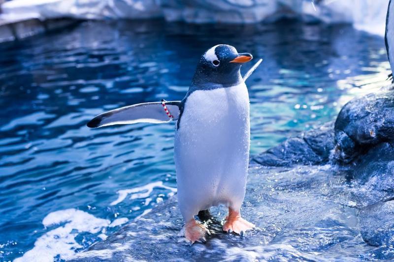 Пансион The Whittington And Cat