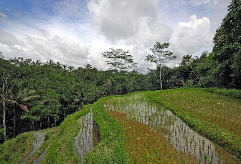 بنسيون Villa Amrita