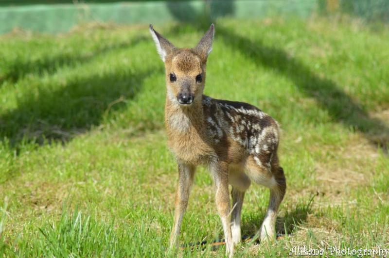 住宿加早餐  Agroturystyka Klekusiowo