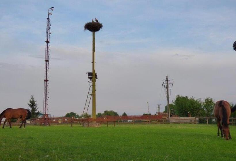 住宿加早餐  Agroturystyka Klekusiowo