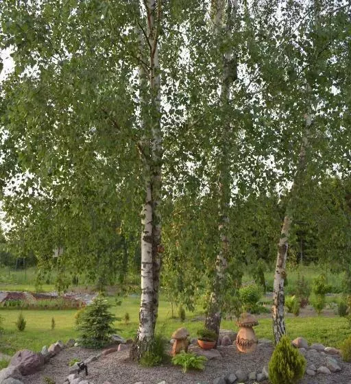 Aamiaismajoitus (B&B) Zakątek Warmiński