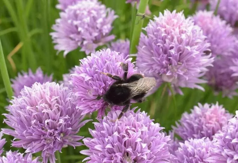 Aamiaismajoitus (B&B) Zakątek Warmiński