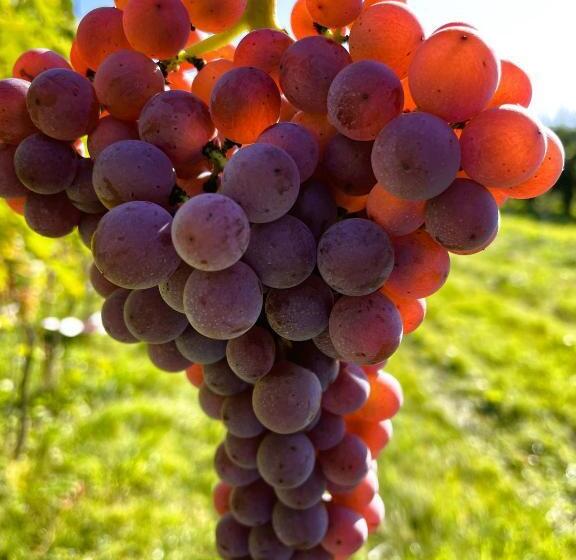 פנסיון Winnica Nad Jarem