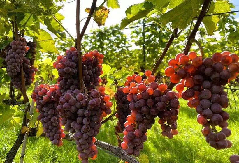 ペンション Winnica Nad Jarem