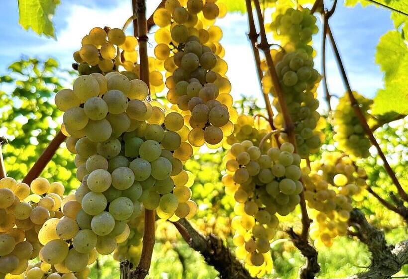 פנסיון Winnica Nad Jarem