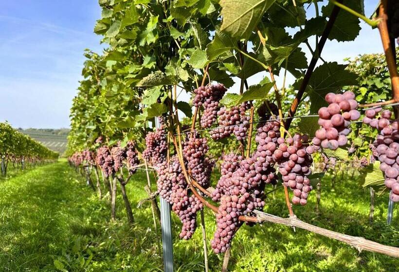 פנסיון Winnica Nad Jarem