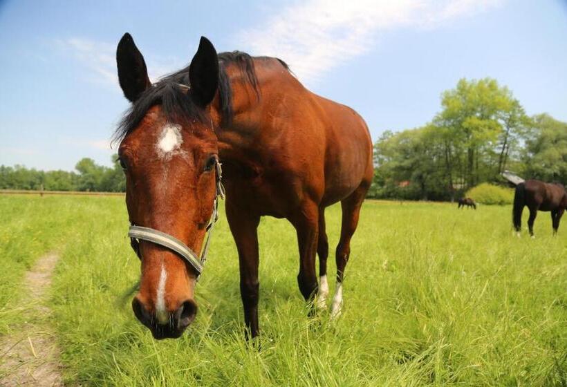 Hotel Gospodarstwo Agroturystyczne Stary Młyn Wilczkowice