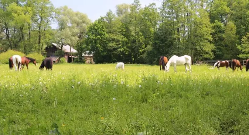 ホテル Gospodarstwo Agroturystyczne Stary Młyn Wilczkowice