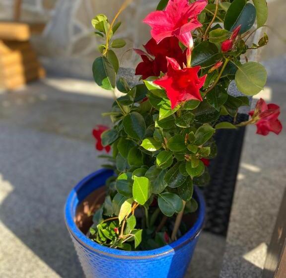 Majatalo Willa Aurinia