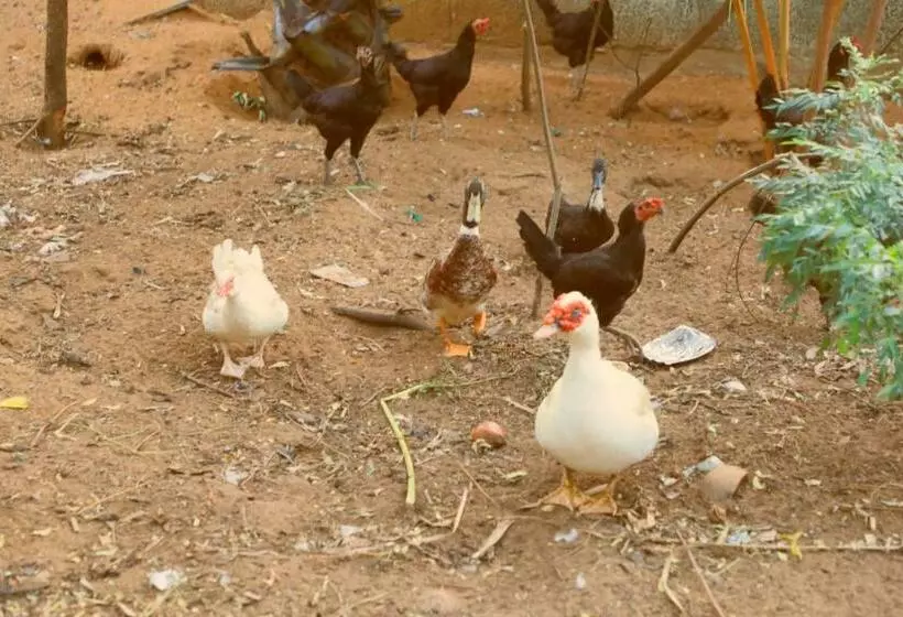 Farmdean Resort