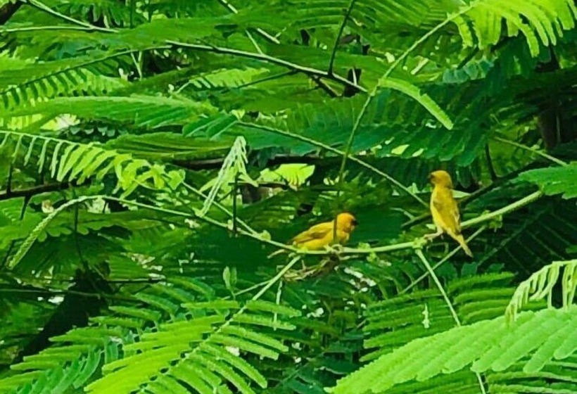 Bed and Breakfast The Dream Garden Bungalow