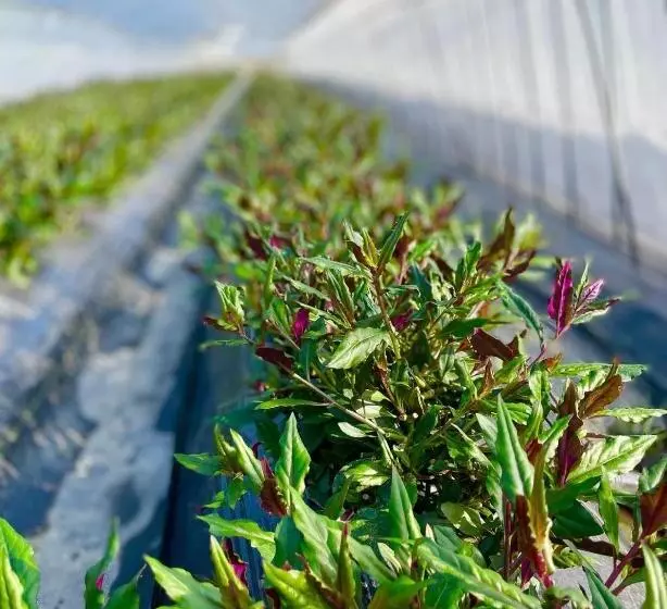 ホテル Arita Huis