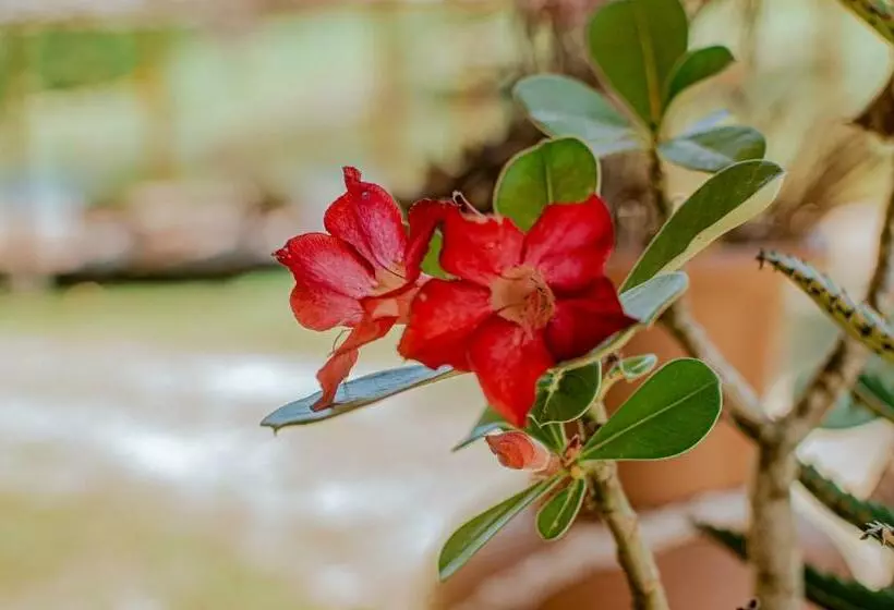 ユースホステル águas De Maria   Centro De Serra