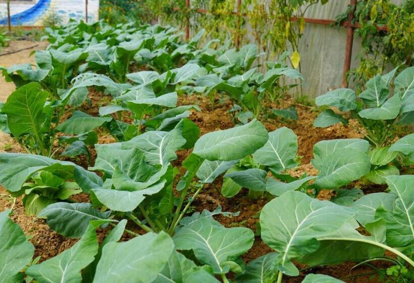 هتل Hasera Organic Farmstay: Farm To Table & Mountain View