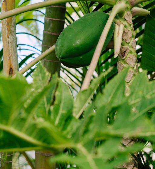 호텔 The Guava Shack