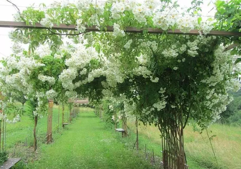 Majatalo Mas Del Lum